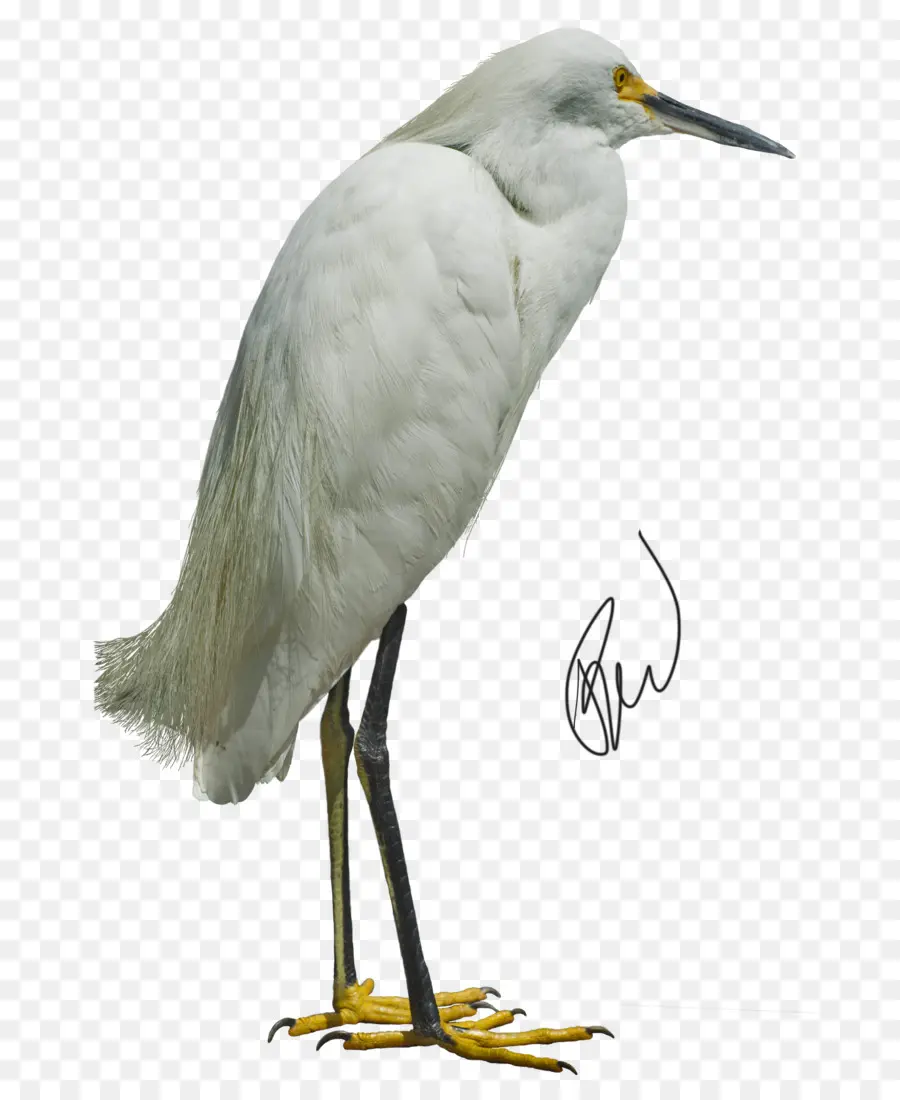 Burung Putih，Kuntul PNG