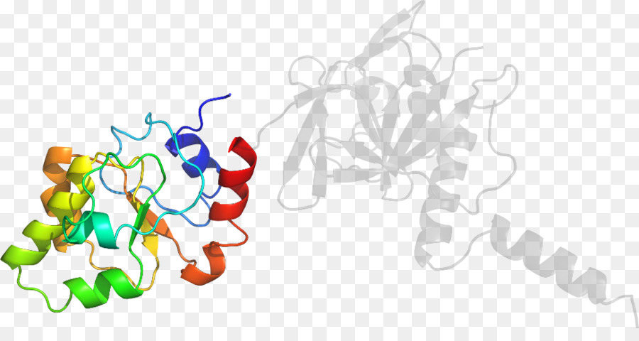 Struktur Protein，Molekul PNG