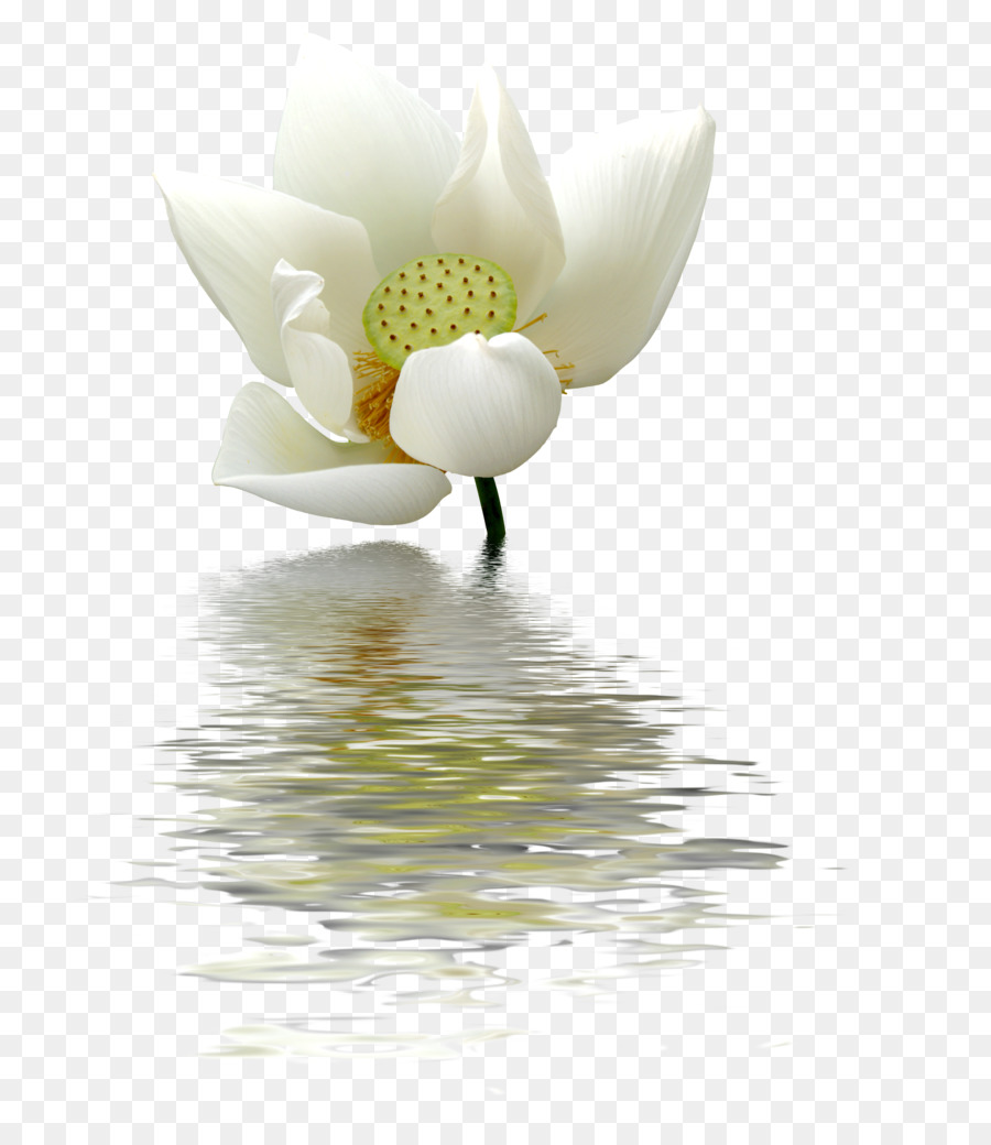 Paling Bagus 17 Gambar  Bunga  Lotus Salju  Gambar  Bunga  HD