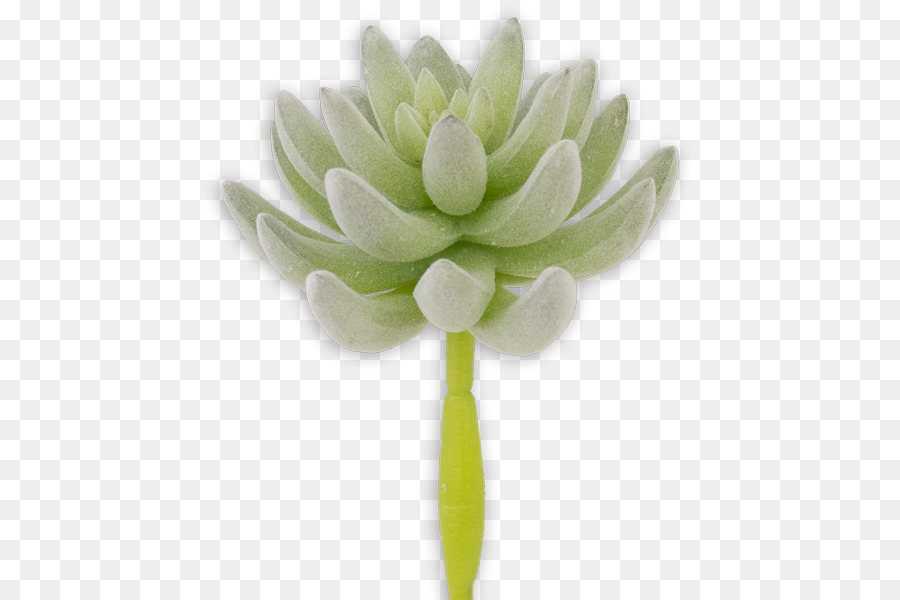 Echeveria，Bud PNG