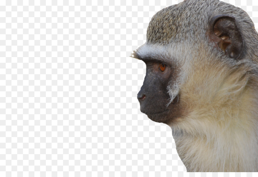 Monkeyland Primate Sanctuary，Monyet Vervet PNG
