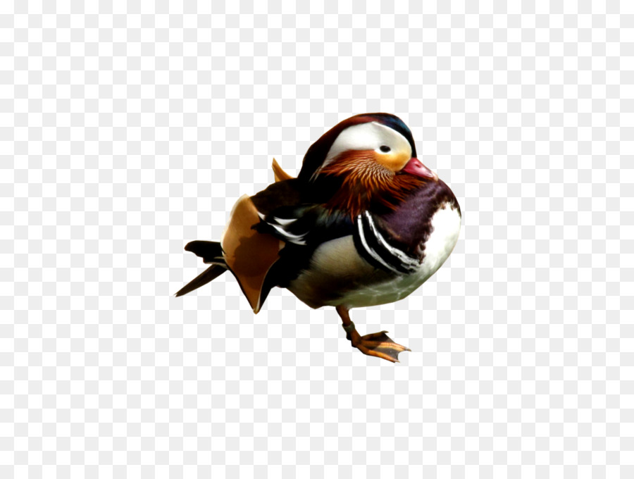 Bebek，Bebek Mandarin PNG