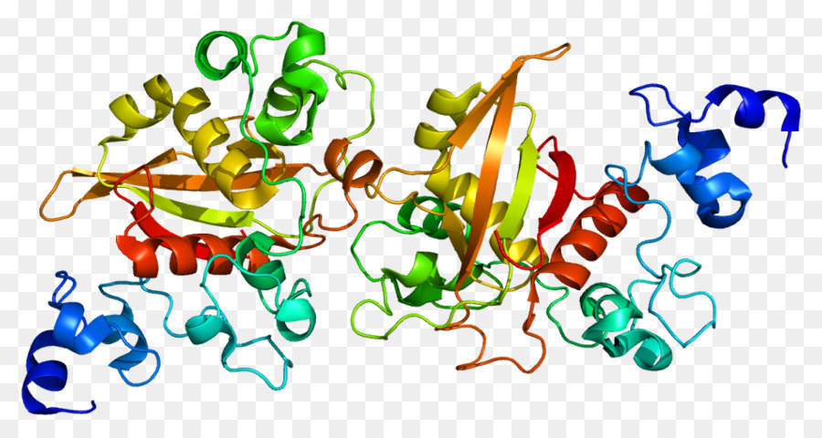 Struktur Protein，Molekul PNG