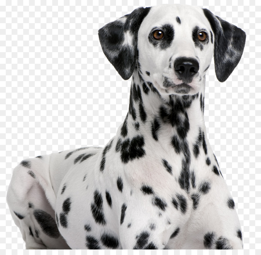 Anjing Dalmatian，Peliharaan PNG