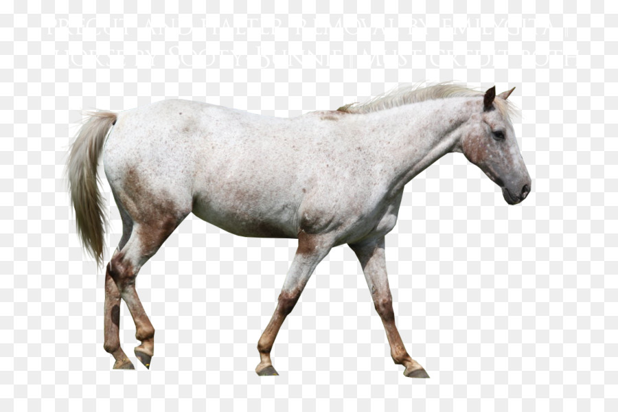 Besar，Appaloosa PNG