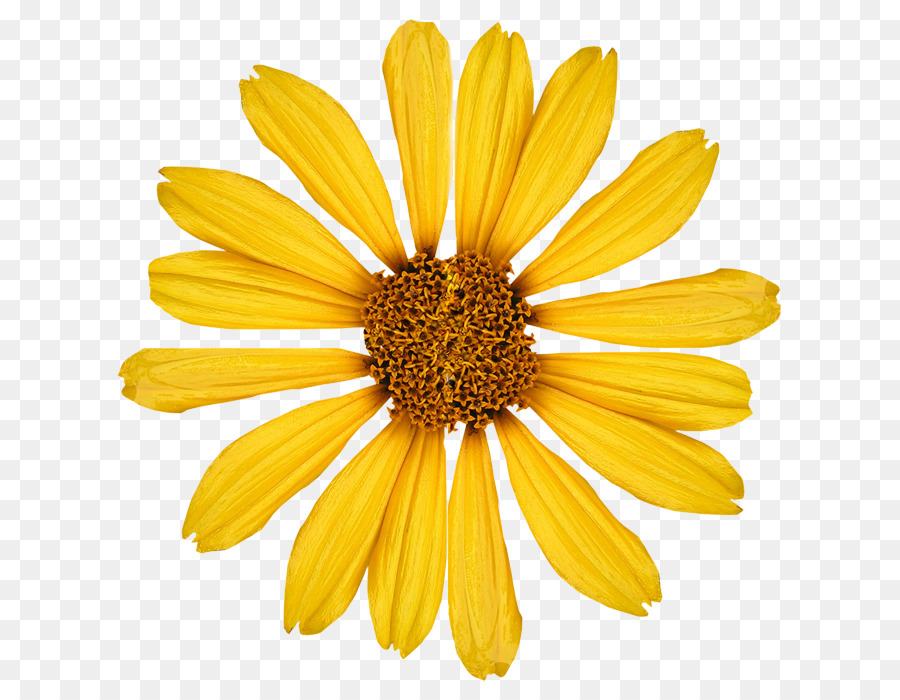 Kuning，Umum Bunga Matahari PNG