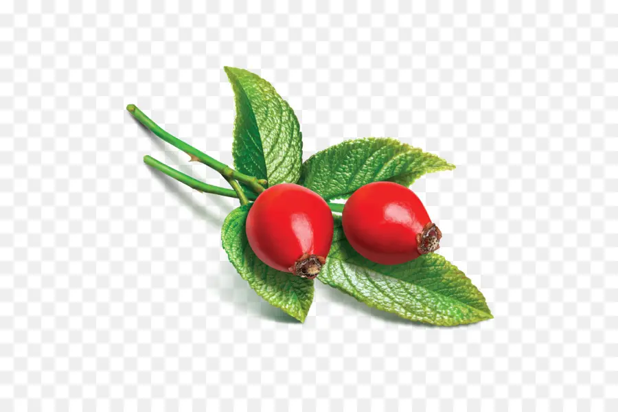 Rose Hip，Minyak Mawar Hip Biji PNG