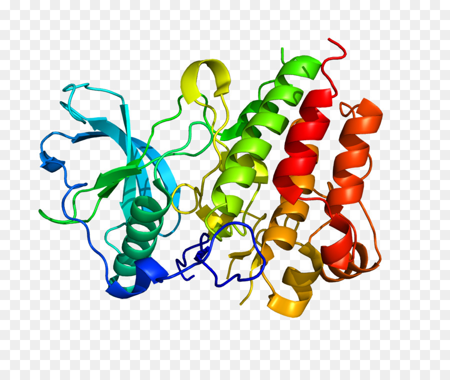 Struktur Protein，Molekul PNG