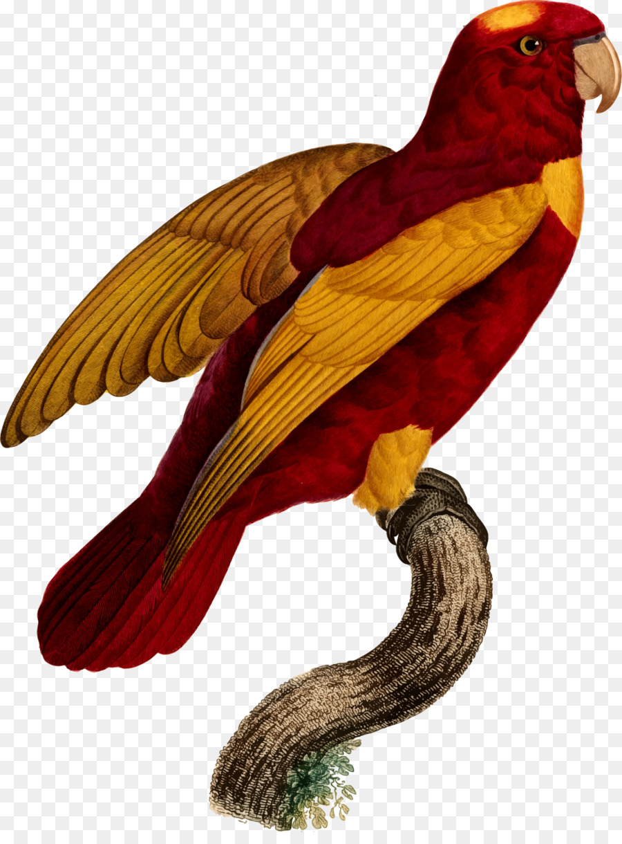 Burung Beo Merah，Eksotik PNG