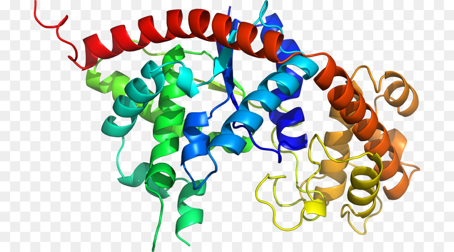 Struktur Protein，Molekul PNG