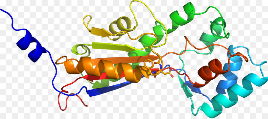 Struktur Protein，Molekul PNG