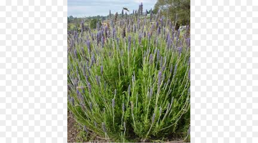 Tanaman Lavender，Bunga PNG