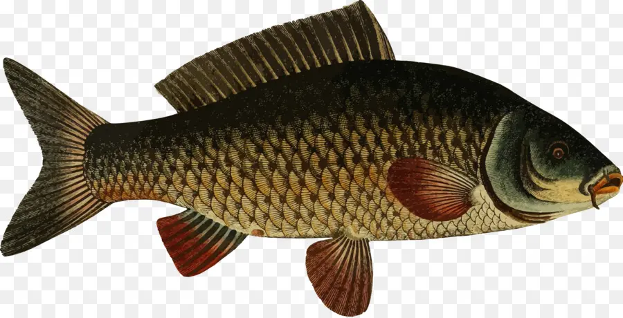 Ikan，Akuatik PNG