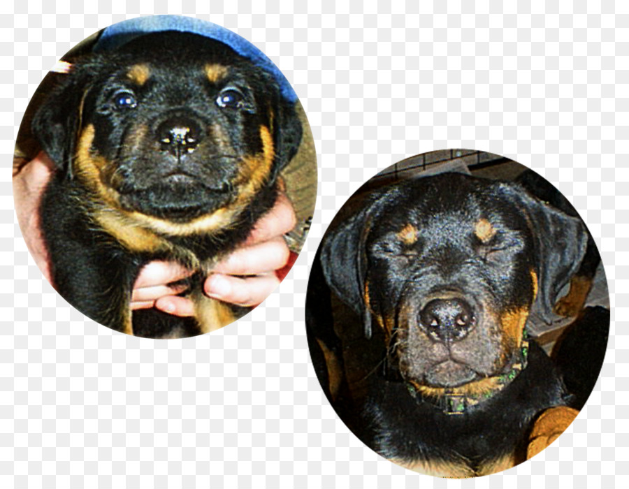 Rottweiler，Anjing PNG