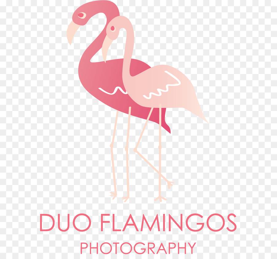 Flamingo，Fotografi PNG