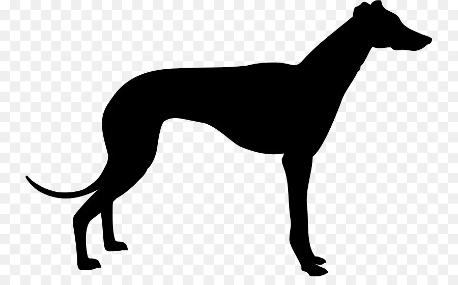 Greyhound，Whippet PNG