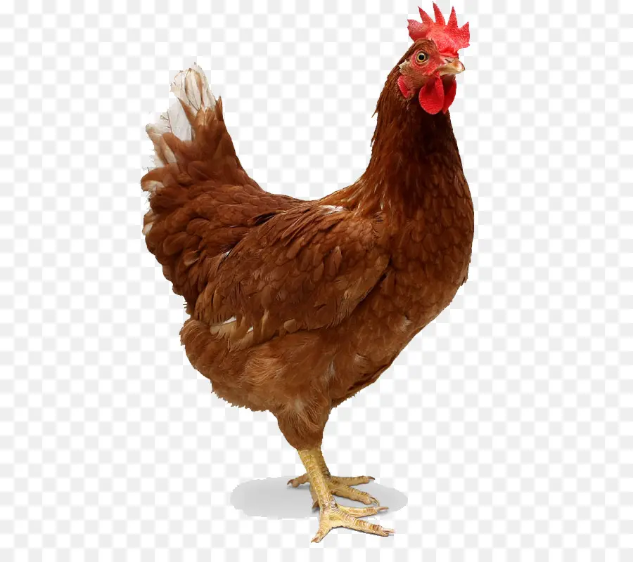 Ayam Goreng，Ayam Cemani PNG