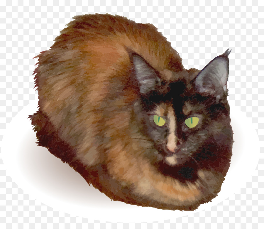 Asia Semilonghair，Nebelung PNG