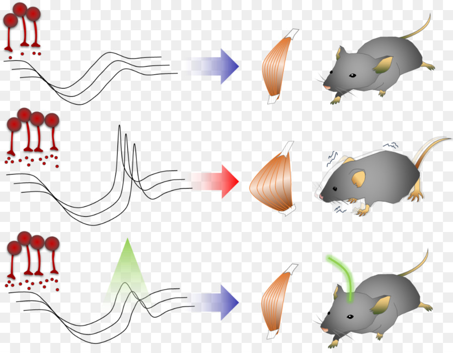 Penyakit Parkinson，Ganglia Basal PNG