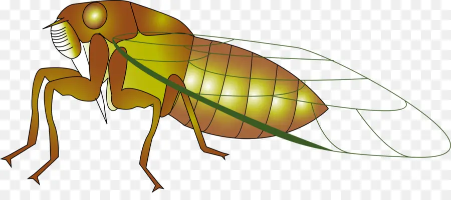 Serangga，Cicadas PNG