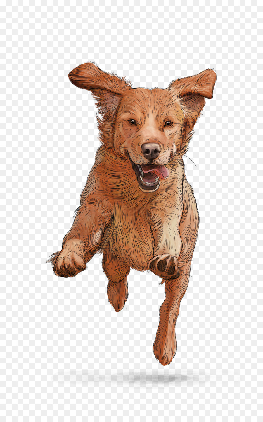 Nova Scotia Duck Tolling Retriever，Gosbi PNG