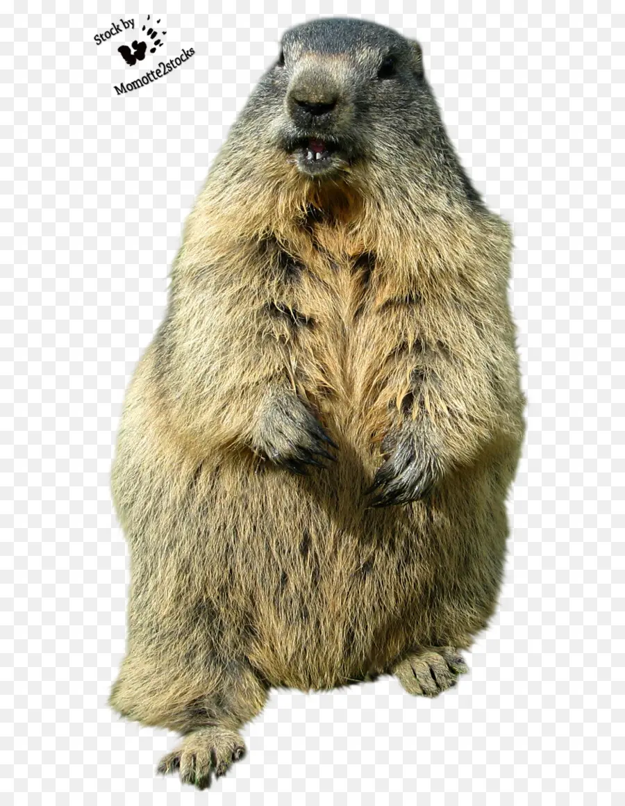 Groundhog，Groundhog Hari PNG