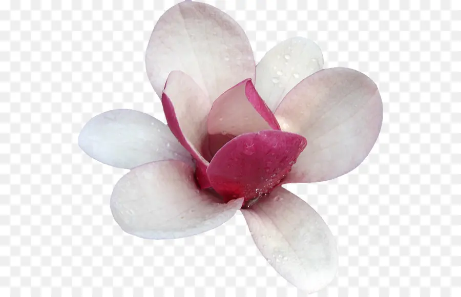 Magnolia，Bunga PNG