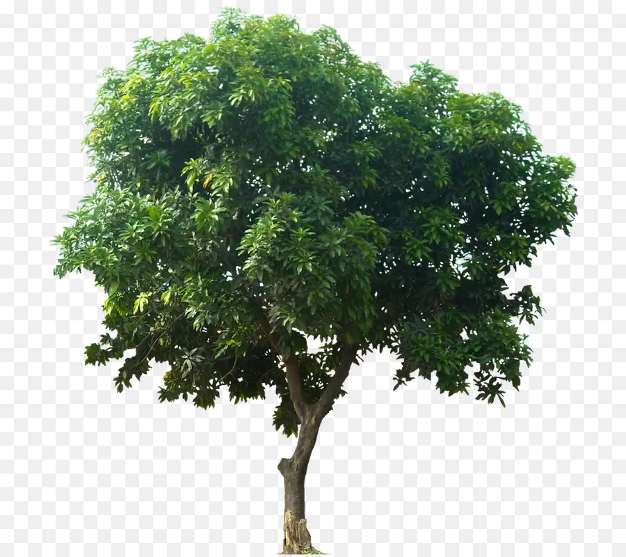 Pohon，Mangifera Indica PNG