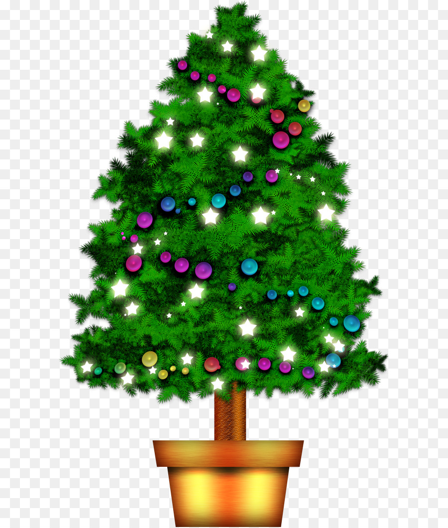 Pohon Natal，Pinus PNG