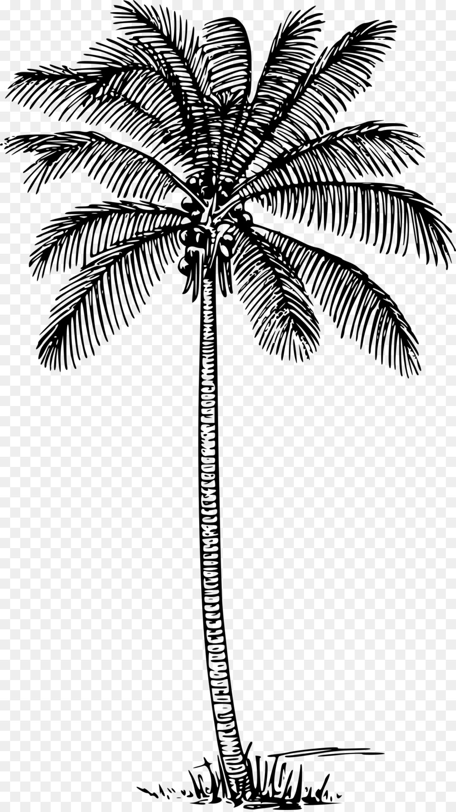 Arecaceae，Pohon PNG