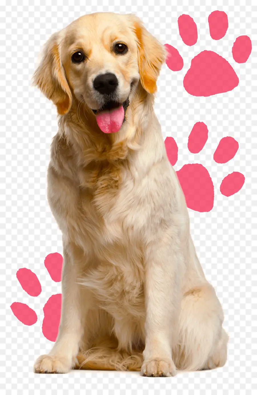 Anjing Golden Retriever，Peliharaan PNG