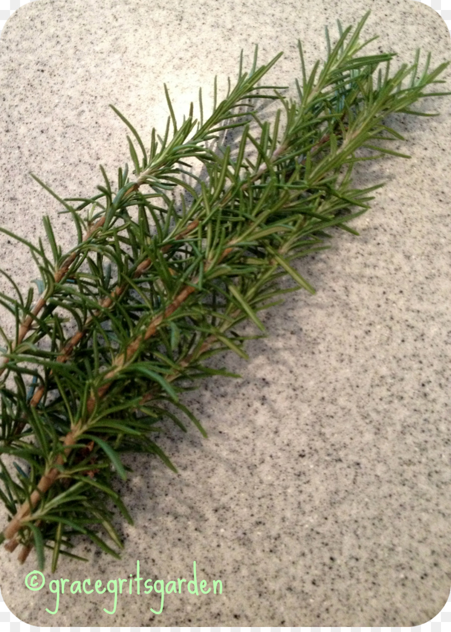 Rosemary，Herba PNG