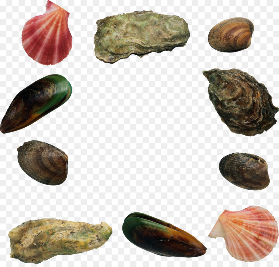 Kerang Laut，Laut PNG