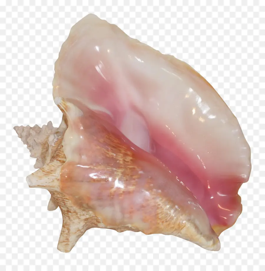 Keong，Kerang Laut PNG