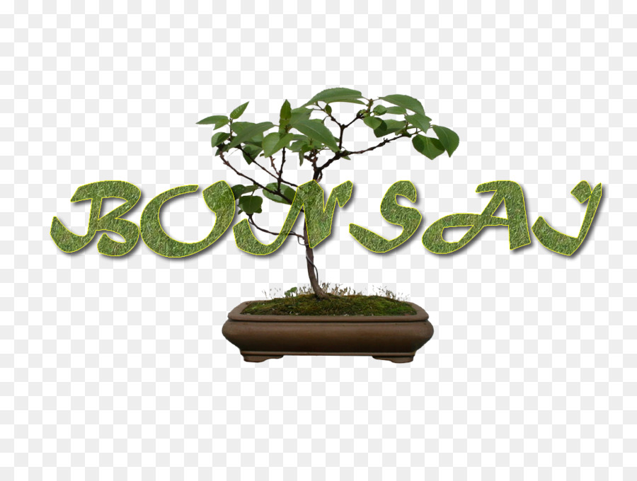 Sageretia Theezans，Pot Bunga PNG