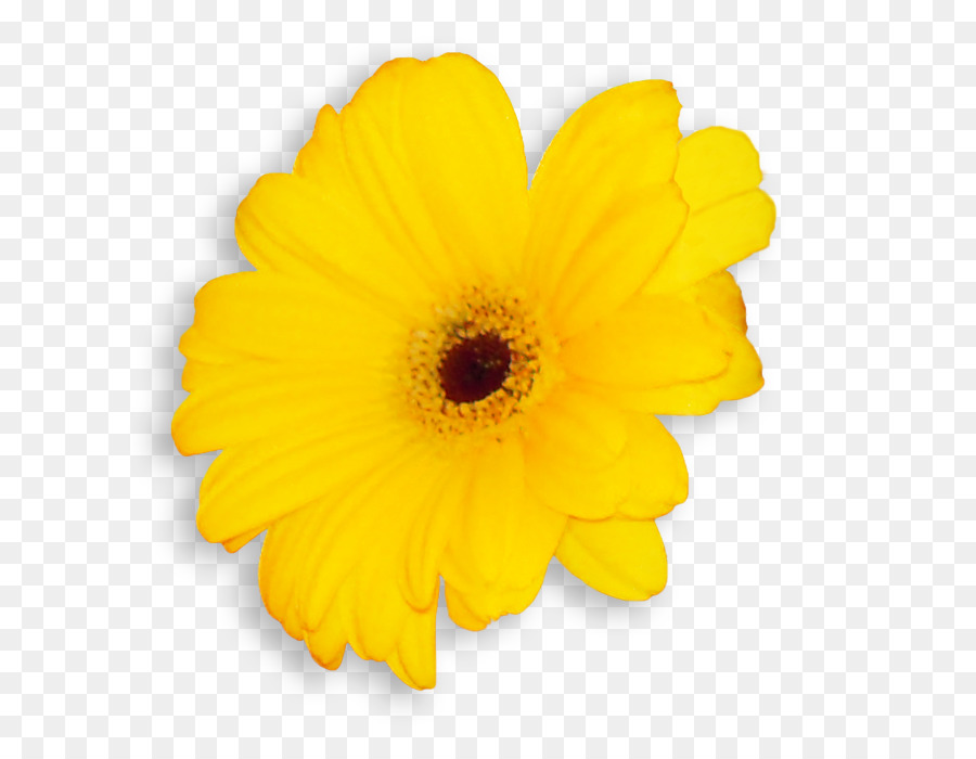 Transvaal Daisy，Umum Bunga Matahari PNG