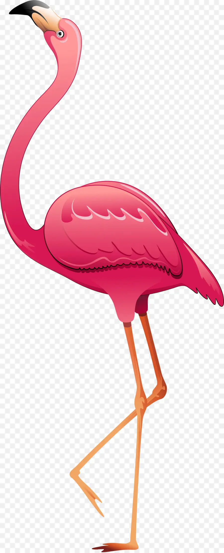 Greater Flamingo，Burung PNG
