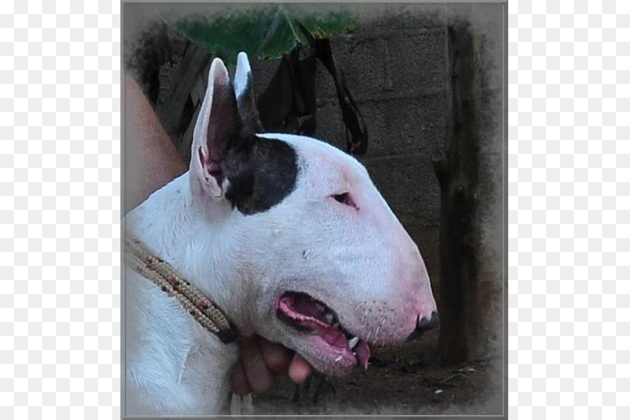 Terrier Banteng，Anjing PNG