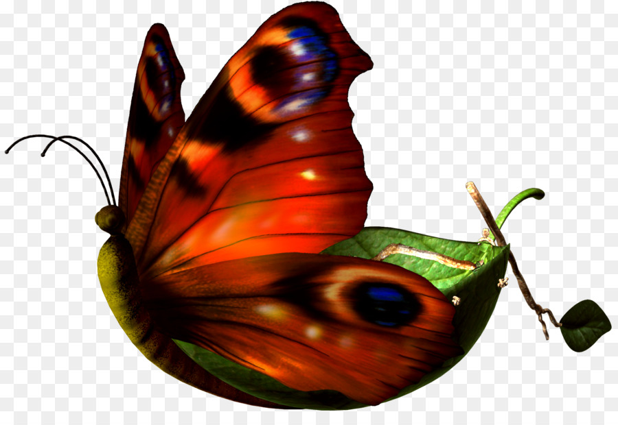 Kupu Kupu Monarch，Kupu Kupu PNG