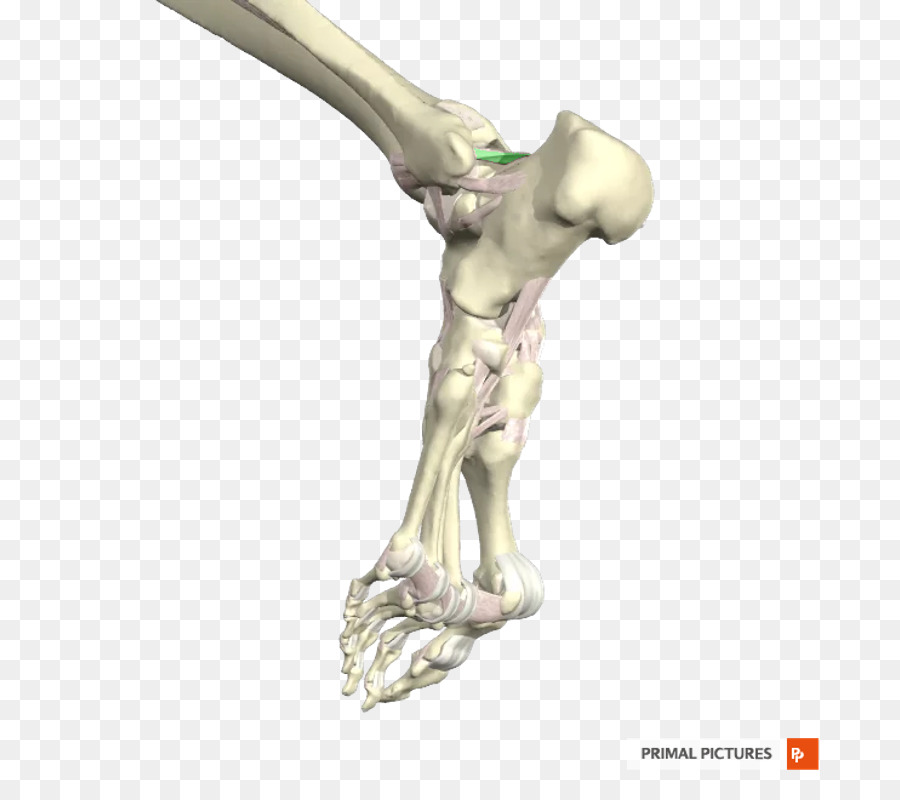 Ligamen，Pergelangan Kaki PNG