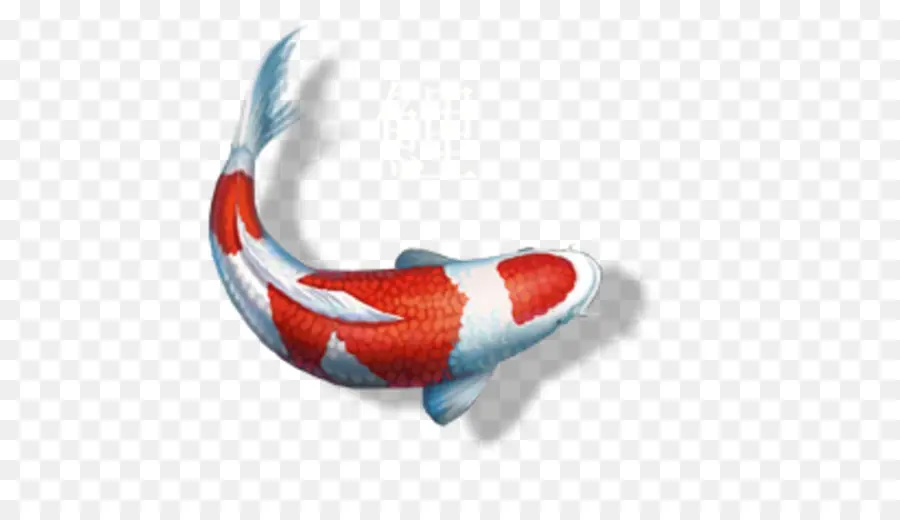 Ikan Koi，Koi PNG