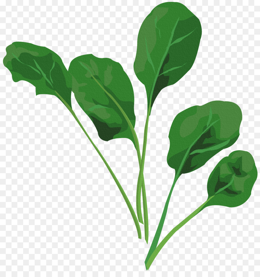 Bayam，Daun Daun PNG