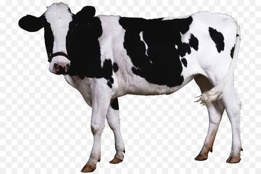 Sapi，Ternak PNG