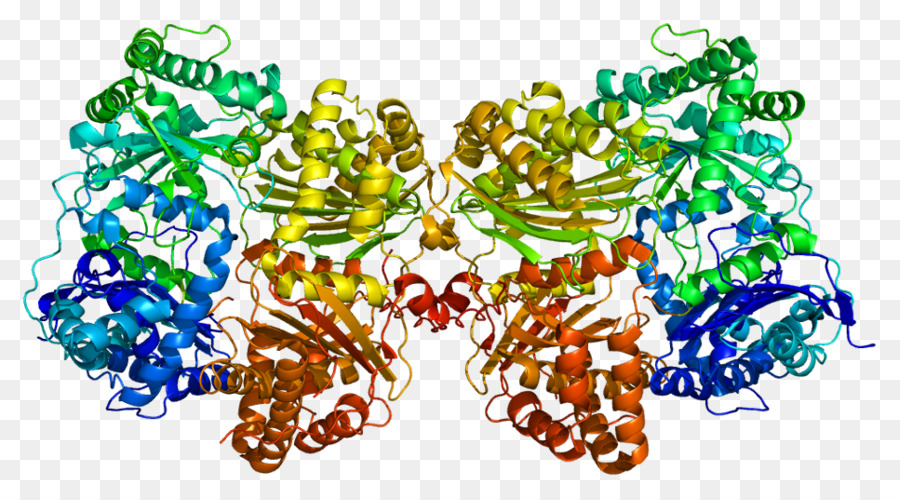 Enzim，Enzim Insulindegradasi PNG