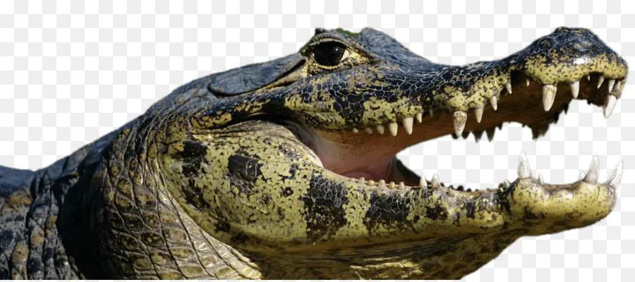 Alligator Amerika，Ocelot PNG
