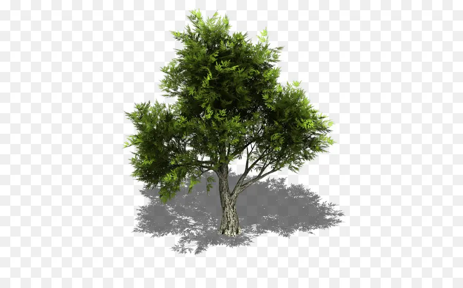 Juniperus Virginiana，Sprite PNG