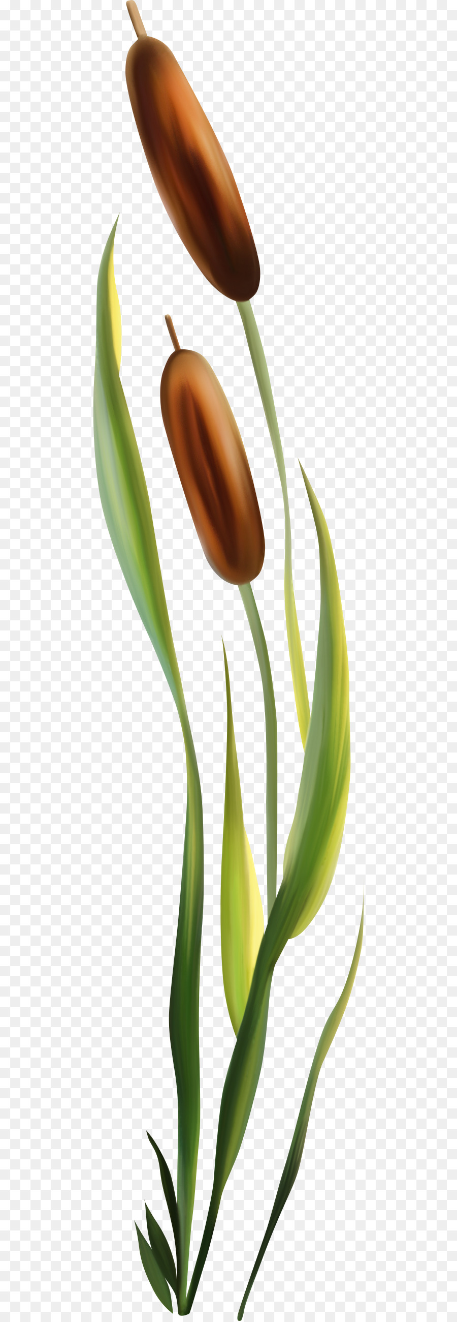 Pabrik Cattail，Cattail PNG