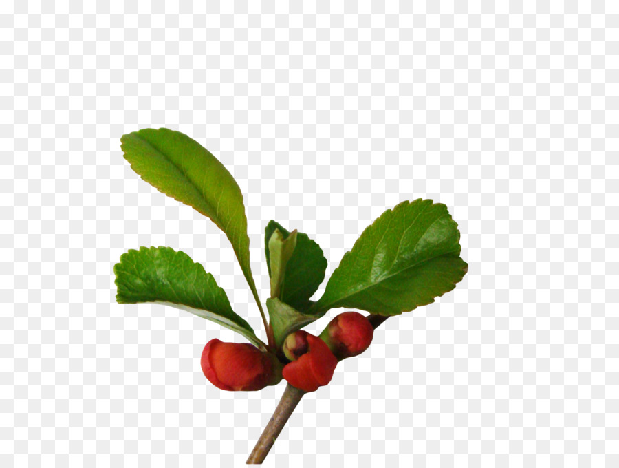 Lingonberry，Bunga PNG