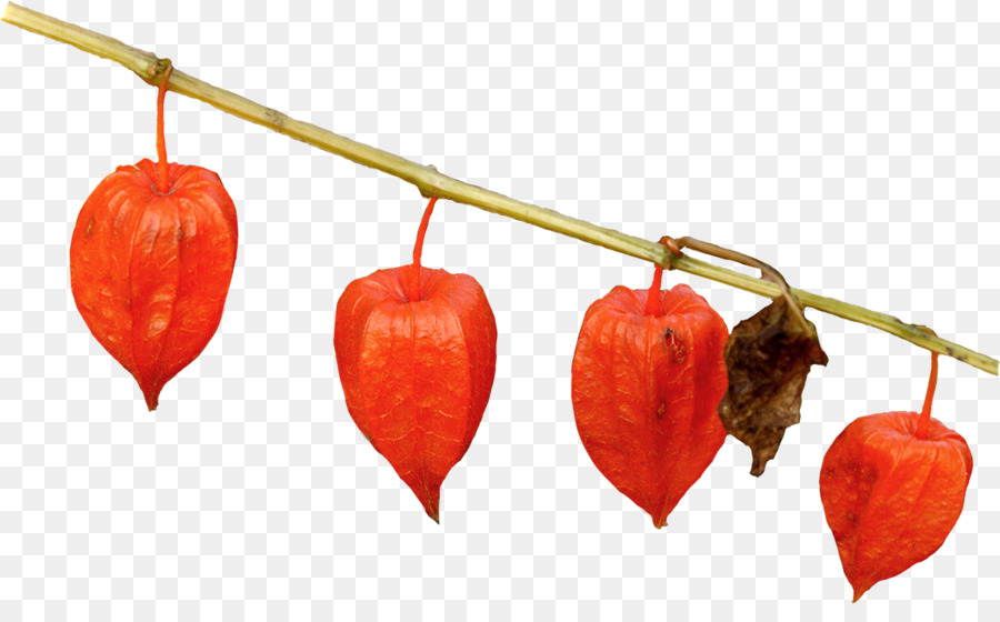 Peru Groundcherry，Photoscape PNG