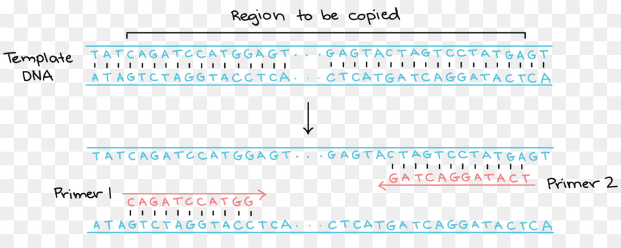 Urutan Dna，Genetika PNG